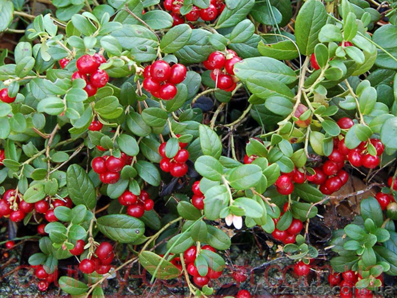 Продам саженцы Брусники и много других растений (опт от 1000 грн) - <ro>Изображение</ro><ru>Изображение</ru> #9, <ru>Объявление</ru> #1562584