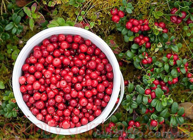 Продам саженцы Брусники и много других растений (опт от 1000 грн) - <ro>Изображение</ro><ru>Изображение</ru> #8, <ru>Объявление</ru> #1562584