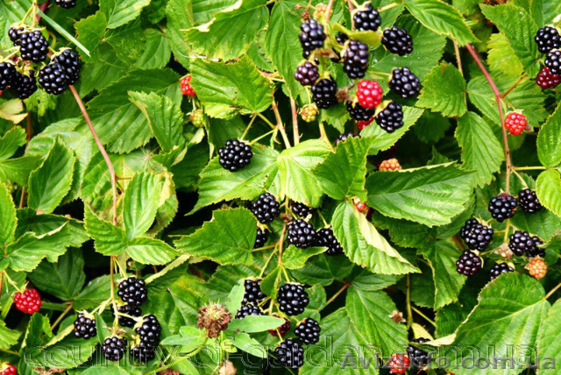 Продам саженцы Ежевики и много других растений (опт от 1000 грн) - <ro>Изображение</ro><ru>Изображение</ru> #4, <ru>Объявление</ru> #1562832