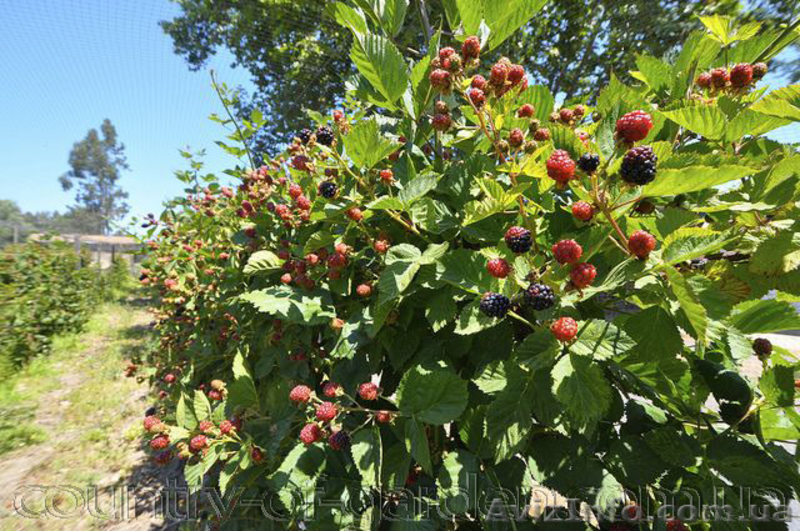 Продам саженцы Ежевики и много других растений (опт от 1000 грн) - <ro>Изображение</ro><ru>Изображение</ru> #5, <ru>Объявление</ru> #1562832