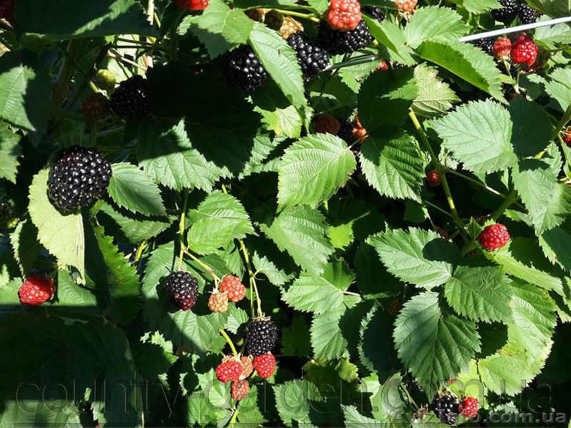 Продам саженцы Ежевики и много других растений (опт от 1000 грн) - <ro>Изображение</ro><ru>Изображение</ru> #8, <ru>Объявление</ru> #1562832