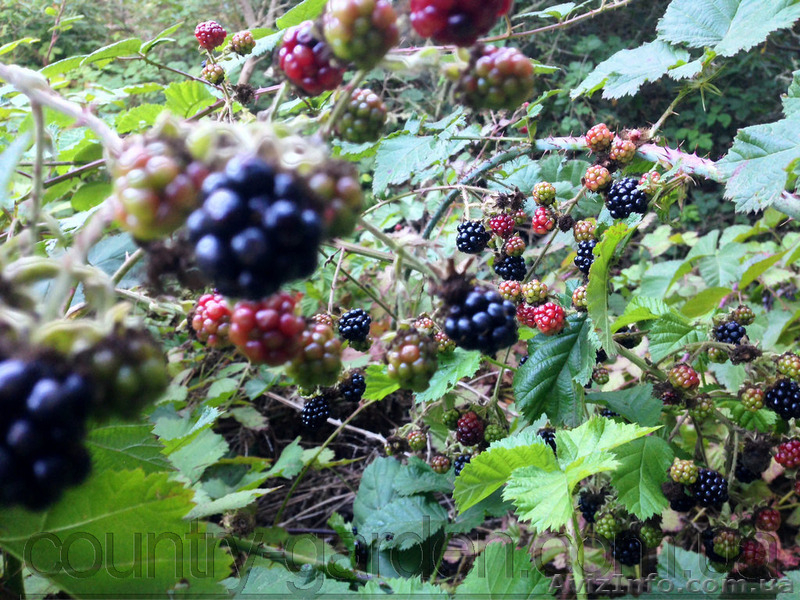 Продам саженцы Ежевики и много других растений (опт от 1000 грн) - <ro>Изображение</ro><ru>Изображение</ru> #10, <ru>Объявление</ru> #1562832