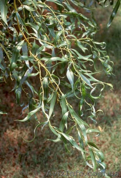 Продам саженцы Ивы Вавилонской (Матсуданы) и много других растений - <ro>Изображение</ro><ru>Изображение</ru> #3, <ru>Объявление</ru> #1562847