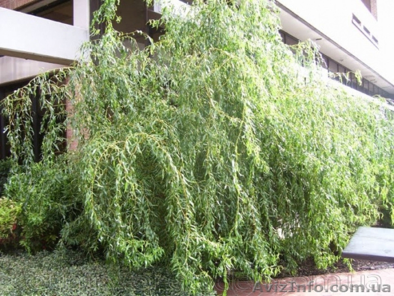 Продам саженцы Ивы Вавилонской (Матсуданы) и много других растений - <ro>Изображение</ro><ru>Изображение</ru> #4, <ru>Объявление</ru> #1562847