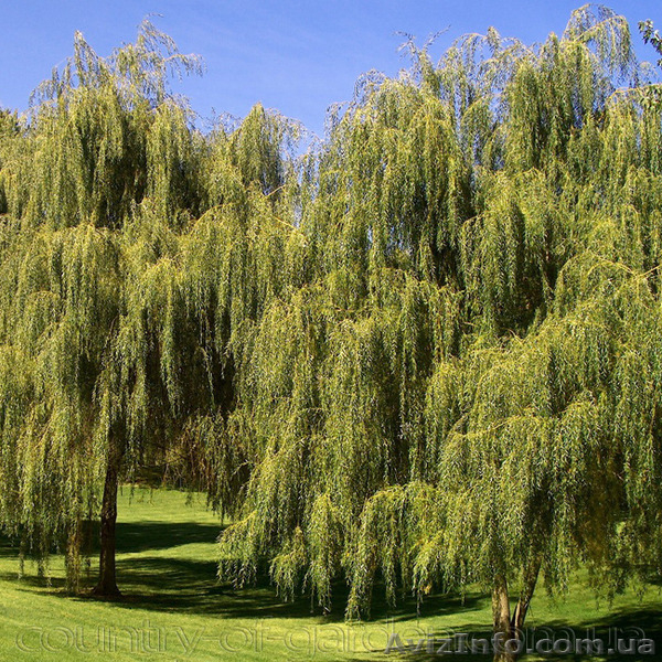 Продам саженцы Ивы Вавилонской (Матсуданы) и много других растений - <ro>Изображение</ro><ru>Изображение</ru> #5, <ru>Объявление</ru> #1562847