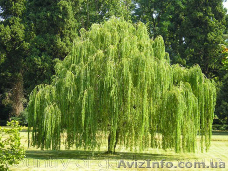 Продам саженцы Ивы Вавилонской (Матсуданы) и много других растений - <ro>Изображение</ro><ru>Изображение</ru> #6, <ru>Объявление</ru> #1562847