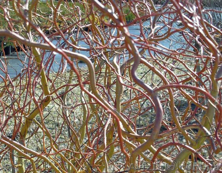 Продам саженцы Ивы Вавилонской (Матсуданы) и много других растений - <ro>Изображение</ro><ru>Изображение</ru> #7, <ru>Объявление</ru> #1562847