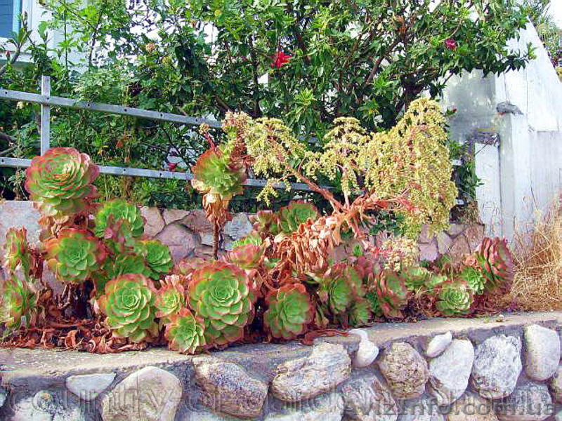 Продам почвопокровник Каменную розу (Молодило) и много других растений - <ro>Изображение</ro><ru>Изображение</ru> #1, <ru>Объявление</ru> #1562961