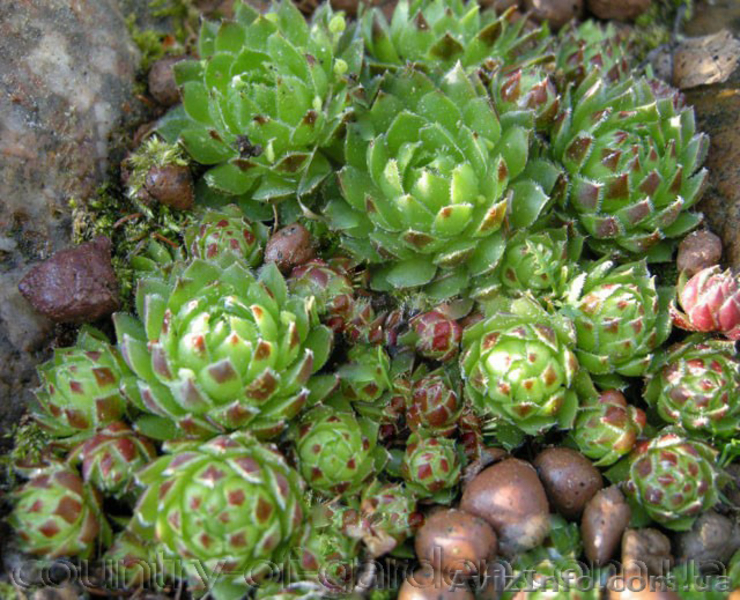 Продам почвопокровник Каменную розу (Молодило) и много других растений - <ro>Изображение</ro><ru>Изображение</ru> #2, <ru>Объявление</ru> #1562961