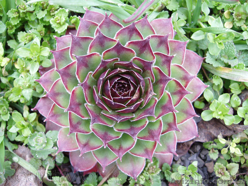 Продам почвопокровник Каменную розу (Молодило) и много других растений - <ro>Изображение</ro><ru>Изображение</ru> #3, <ru>Объявление</ru> #1562961