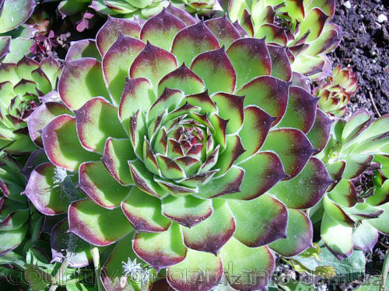 Продам почвопокровник Каменную розу (Молодило) и много других растений - <ro>Изображение</ro><ru>Изображение</ru> #8, <ru>Объявление</ru> #1562961