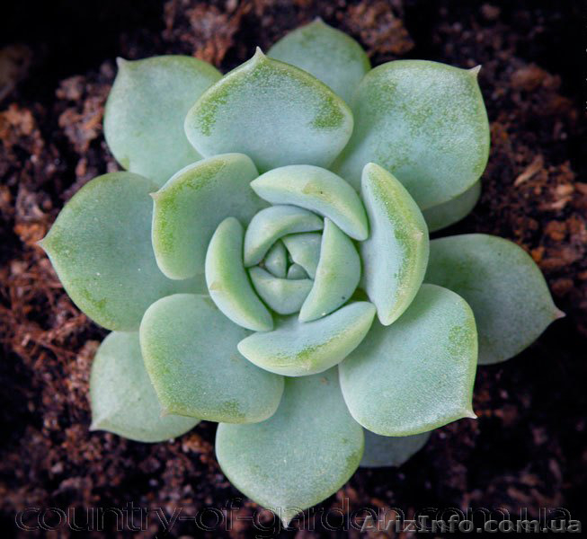 Продам почвопокровник Каменную розу (Молодило) и много других растений - <ro>Изображение</ro><ru>Изображение</ru> #9, <ru>Объявление</ru> #1562961