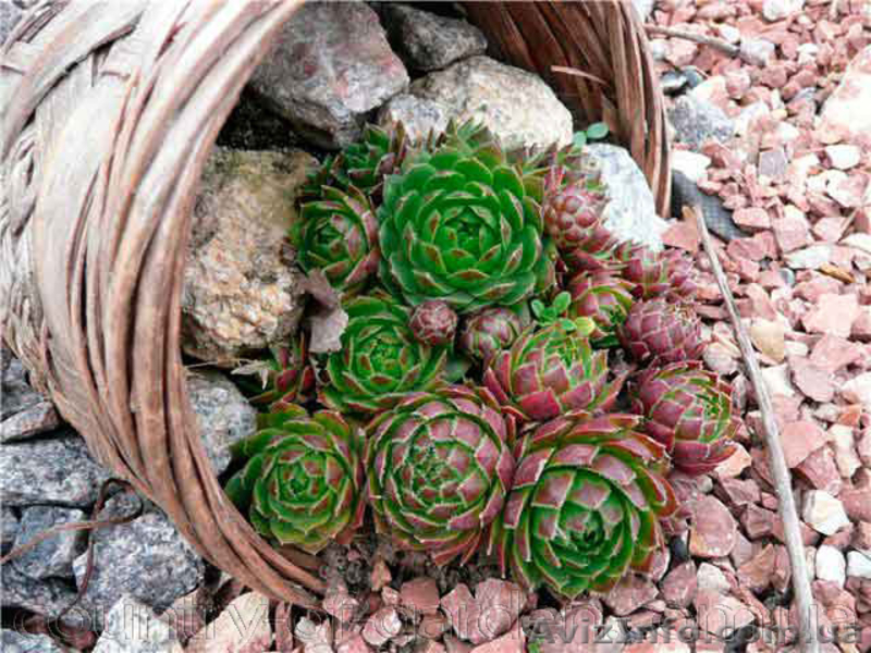 Продам почвопокровник Каменную розу (Молодило) и много других растений - <ro>Изображение</ro><ru>Изображение</ru> #10, <ru>Объявление</ru> #1562961