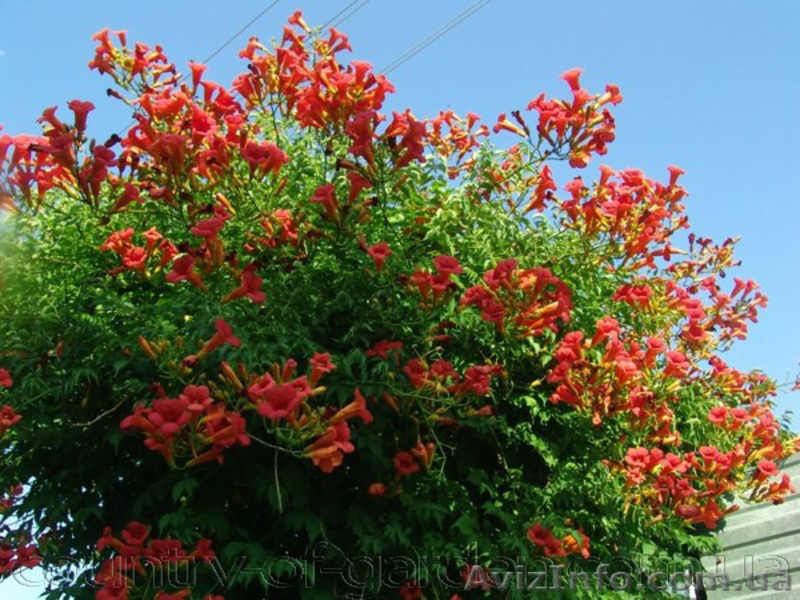 Продам корни Кампсиса имного других растений (опт от 1000 грн). - <ro>Изображение</ro><ru>Изображение</ru> #1, <ru>Объявление</ru> #1562963