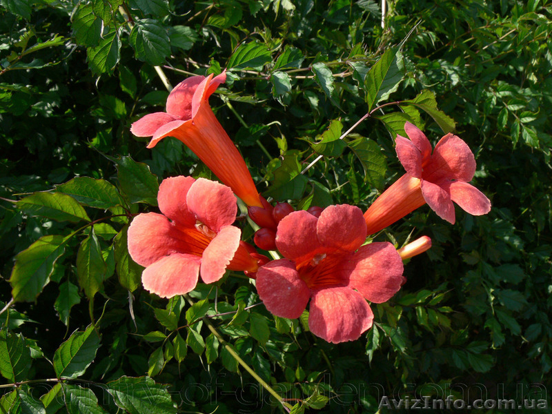 Продам корни Кампсиса имного других растений (опт от 1000 грн). - <ro>Изображение</ro><ru>Изображение</ru> #3, <ru>Объявление</ru> #1562963