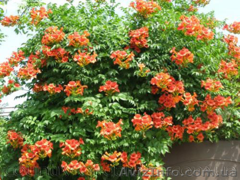 Продам корни Кампсиса имного других растений (опт от 1000 грн). - <ro>Изображение</ro><ru>Изображение</ru> #4, <ru>Объявление</ru> #1562963