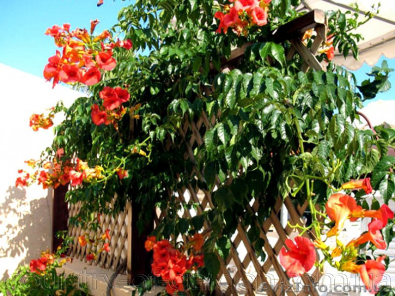 Продам корни Кампсиса имного других растений (опт от 1000 грн). - <ro>Изображение</ro><ru>Изображение</ru> #6, <ru>Объявление</ru> #1562963