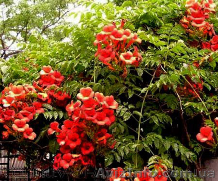 Продам корни Кампсиса имного других растений (опт от 1000 грн). - <ro>Изображение</ro><ru>Изображение</ru> #7, <ru>Объявление</ru> #1562963