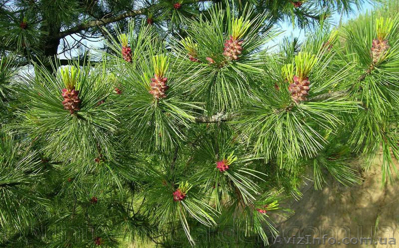 Продам саженцы Кедра и много других растений (опт от 1000 грн). - <ro>Изображение</ro><ru>Изображение</ru> #10, <ru>Объявление</ru> #1562966