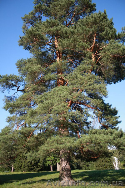 Продам саженцы Кедра и много других растений (опт от 1000 грн). - <ro>Изображение</ro><ru>Изображение</ru> #1, <ru>Объявление</ru> #1562966