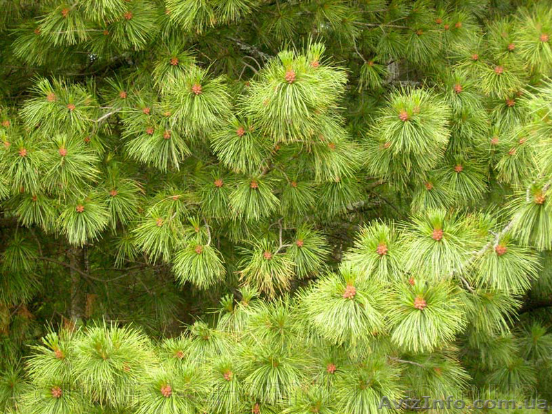 Продам саженцы Кедра и много других растений (опт от 1000 грн). - <ro>Изображение</ro><ru>Изображение</ru> #2, <ru>Объявление</ru> #1562966