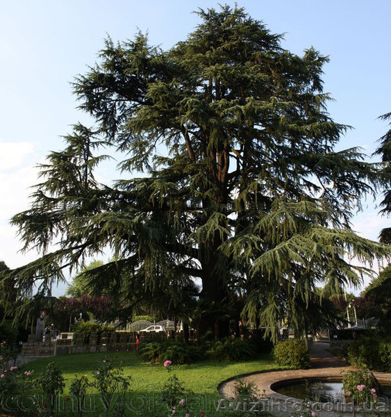 Продам саженцы Кедра и много других растений (опт от 1000 грн). - <ro>Изображение</ro><ru>Изображение</ru> #7, <ru>Объявление</ru> #1562966