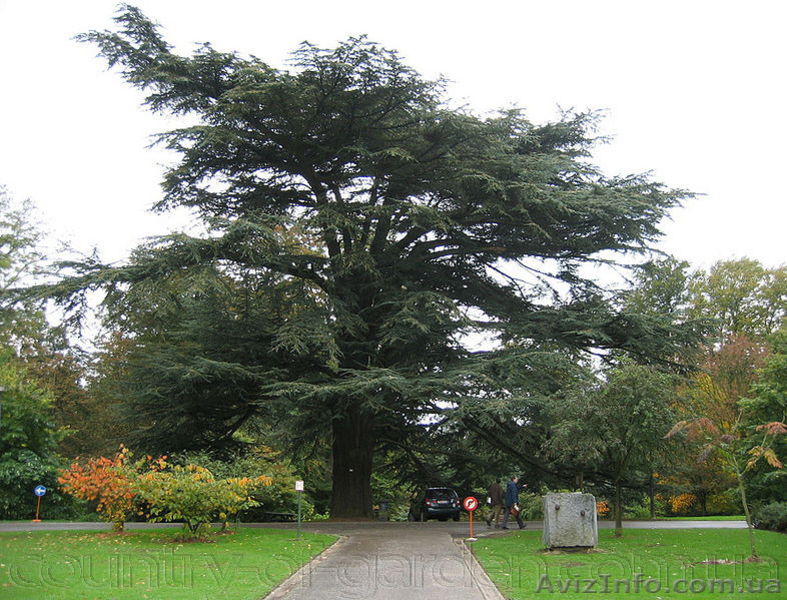 Продам саженцы Кедра и много других растений (опт от 1000 грн). - <ro>Изображение</ro><ru>Изображение</ru> #8, <ru>Объявление</ru> #1562966