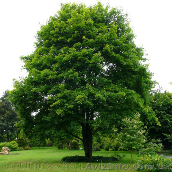 Продам саженцы Клена и много других растений (опт от 1000 грн). - <ro>Изображение</ro><ru>Изображение</ru> #5, <ru>Объявление</ru> #1562973