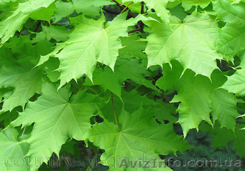 Продам саженцы Клена и много других растений (опт от 1000 грн). - <ro>Изображение</ro><ru>Изображение</ru> #6, <ru>Объявление</ru> #1562973