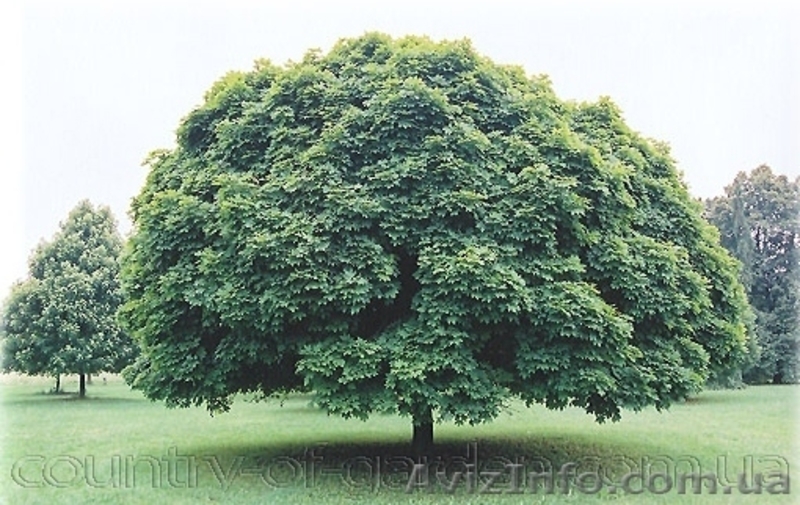 Продам саженцы Клена и много других растений (опт от 1000 грн). - <ro>Изображение</ro><ru>Изображение</ru> #7, <ru>Объявление</ru> #1562973