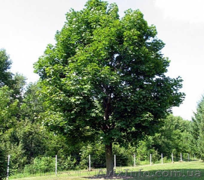 Продам саженцы Клена и много других растений (опт от 1000 грн). - <ro>Изображение</ro><ru>Изображение</ru> #10, <ru>Объявление</ru> #1562973