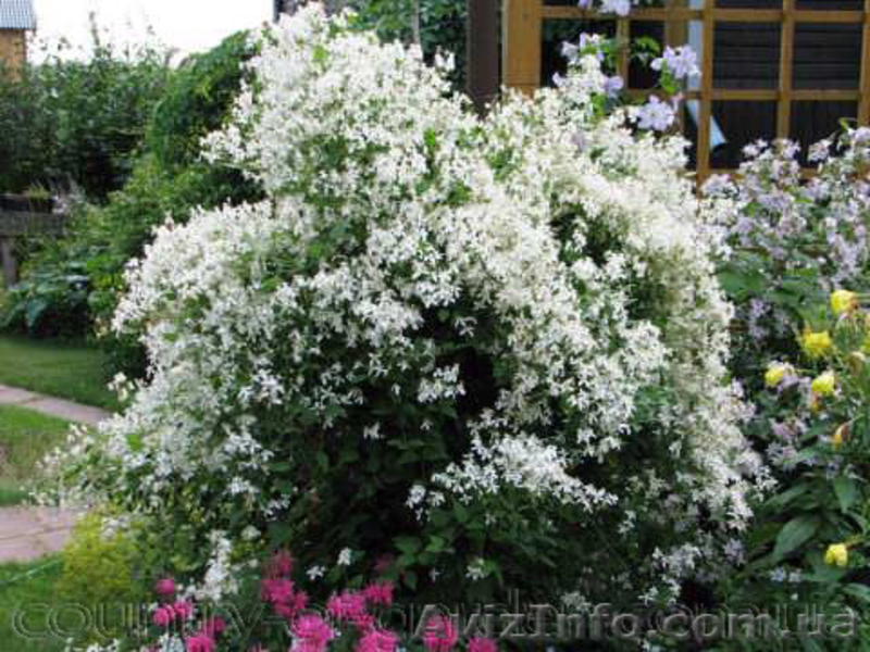 Продам саженцы Дикий Климатис и много других растений (опт от 1000 грн). - <ro>Изображение</ro><ru>Изображение</ru> #3, <ru>Объявление</ru> #1562822