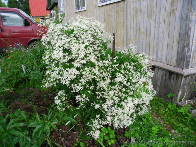 Продам саженцы Дикий Климатис и много других растений (опт от 1000 грн). - <ro>Изображение</ro><ru>Изображение</ru> #4, <ru>Объявление</ru> #1562822
