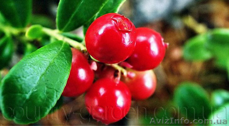 Продам саженцы Клюквы - Вашингтон и много других растений (опт от 1000 грн) - <ro>Изображение</ro><ru>Изображение</ru> #10, <ru>Объявление</ru> #1562980