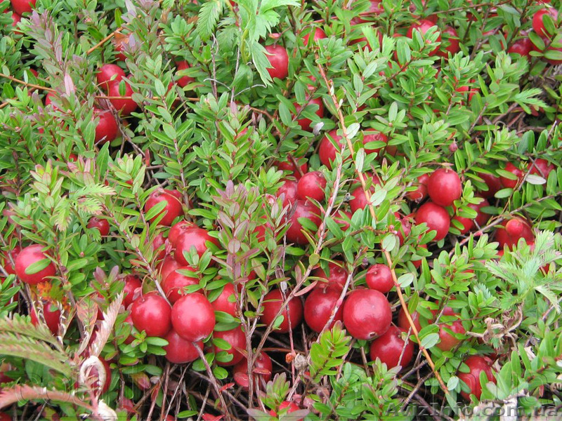 Продам саженцы Клюквы - Вашингтон и много других растений (опт от 1000 грн) - <ro>Изображение</ro><ru>Изображение</ru> #4, <ru>Объявление</ru> #1562980