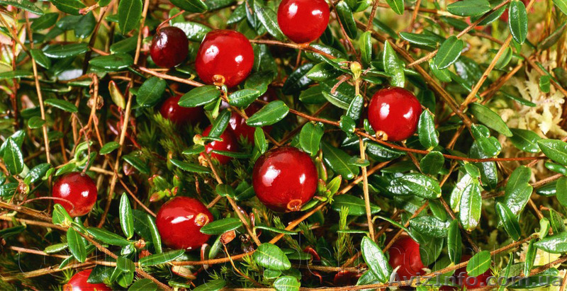 Продам саженцы Клюквы - Вашингтон и много других растений (опт от 1000 грн) - <ro>Изображение</ro><ru>Изображение</ru> #5, <ru>Объявление</ru> #1562980