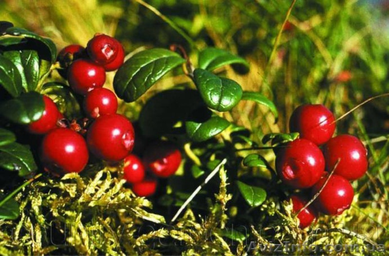 Продам саженцы Клюквы - Вашингтон и много других растений (опт от 1000 грн) - <ro>Изображение</ro><ru>Изображение</ru> #6, <ru>Объявление</ru> #1562980