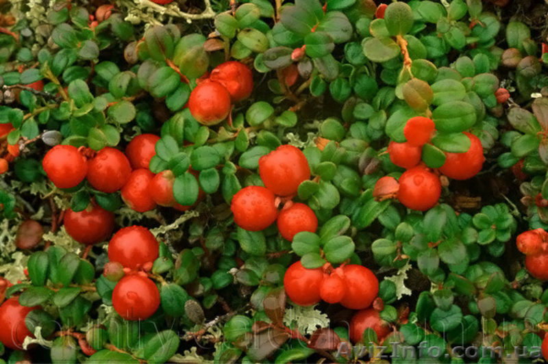 Продам саженцы Клюквы - Вашингтон и много других растений (опт от 1000 грн) - <ro>Изображение</ro><ru>Изображение</ru> #7, <ru>Объявление</ru> #1562980