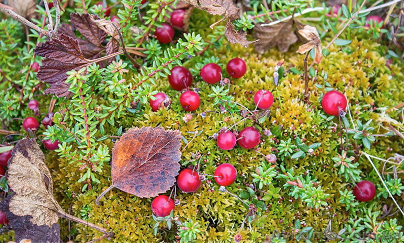 Продам саженцы Клюквы - Вашингтон и много других растений (опт от 1000 грн) - <ro>Изображение</ro><ru>Изображение</ru> #8, <ru>Объявление</ru> #1562980