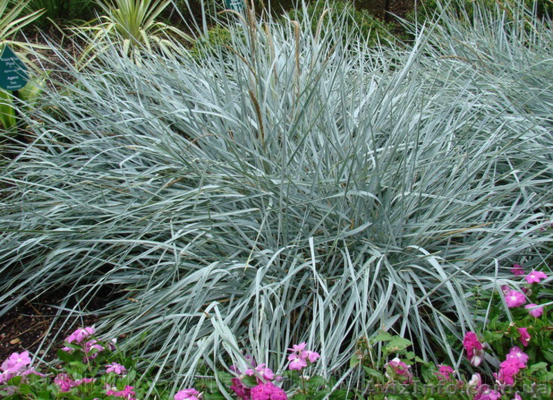 Продам саженцы Колосняка Писчаного в 7 литровом контейнере по 100 грн за единицу - <ro>Изображение</ro><ru>Изображение</ru> #3, <ru>Объявление</ru> #1562986