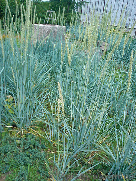 Продам саженцы Колосняка Писчаного в 7 литровом контейнере по 100 грн за единицу - <ro>Изображение</ro><ru>Изображение</ru> #4, <ru>Объявление</ru> #1562986