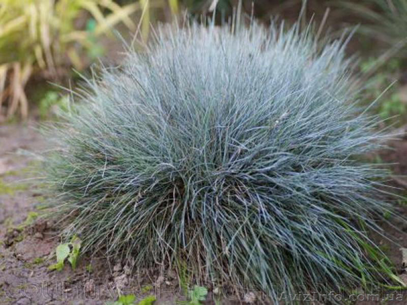 Продам саженцы Колосняка Писчаного в 7 литровом контейнере по 100 грн за единицу - <ro>Изображение</ro><ru>Изображение</ru> #5, <ru>Объявление</ru> #1562986