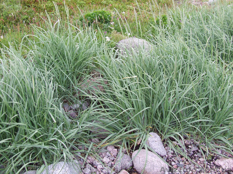 Продам саженцы Колосняка Писчаного в 7 литровом контейнере по 100 грн за единицу - <ro>Изображение</ro><ru>Изображение</ru> #6, <ru>Объявление</ru> #1562986