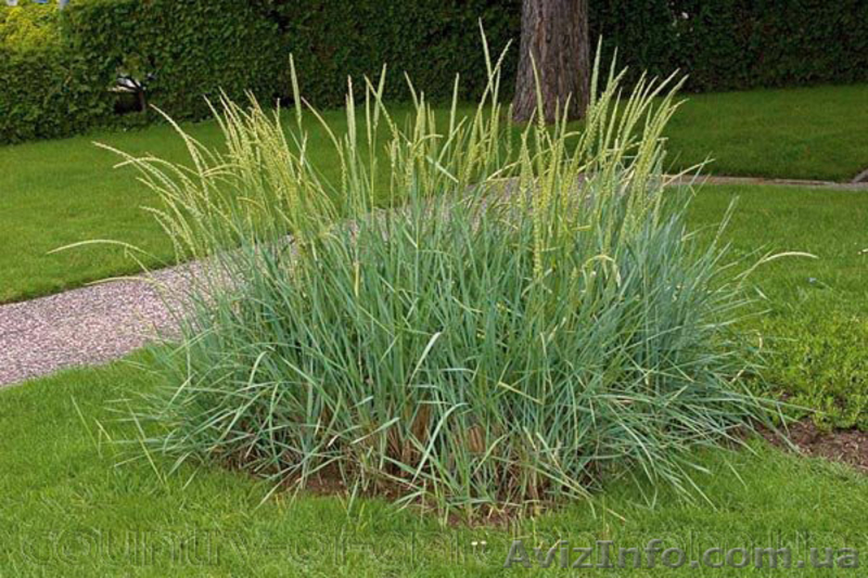 Продам саженцы Колосняка Писчаного в 7 литровом контейнере по 100 грн за единицу - <ro>Изображение</ro><ru>Изображение</ru> #7, <ru>Объявление</ru> #1562986