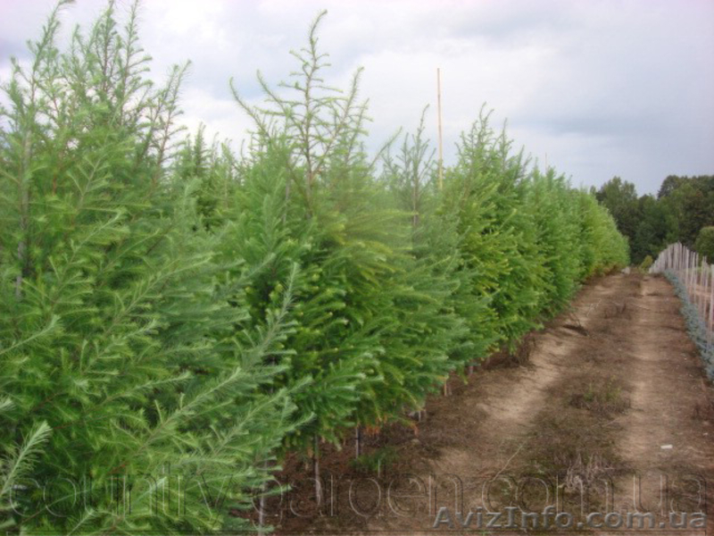 Продам саженцы Листвиницы и много других растений (опт от 1000 грн). - <ro>Изображение</ro><ru>Изображение</ru> #10, <ru>Объявление</ru> #1563010