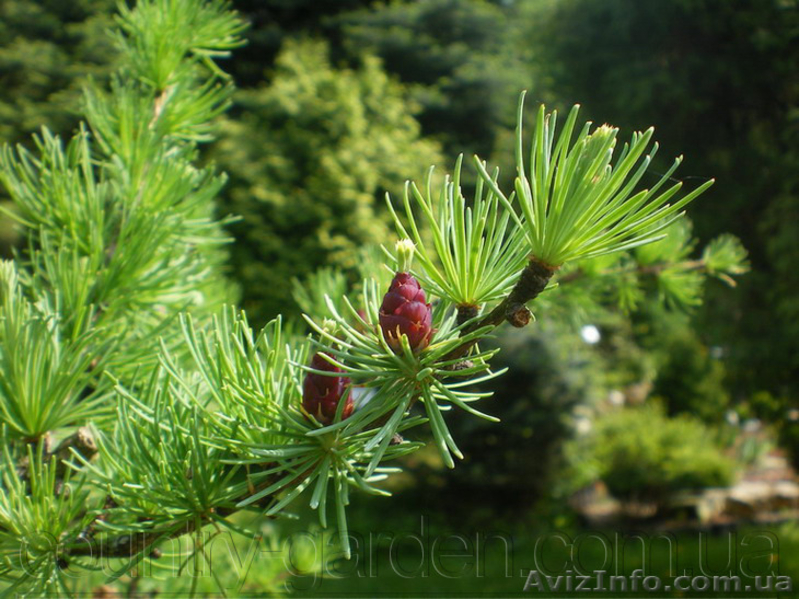 Продам саженцы Листвиницы и много других растений (опт от 1000 грн). - <ro>Изображение</ro><ru>Изображение</ru> #6, <ru>Объявление</ru> #1563010