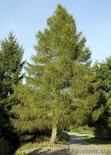 Продам саженцы Листвиницы и много других растений (опт от 1000 грн). - <ro>Изображение</ro><ru>Изображение</ru> #7, <ru>Объявление</ru> #1563010