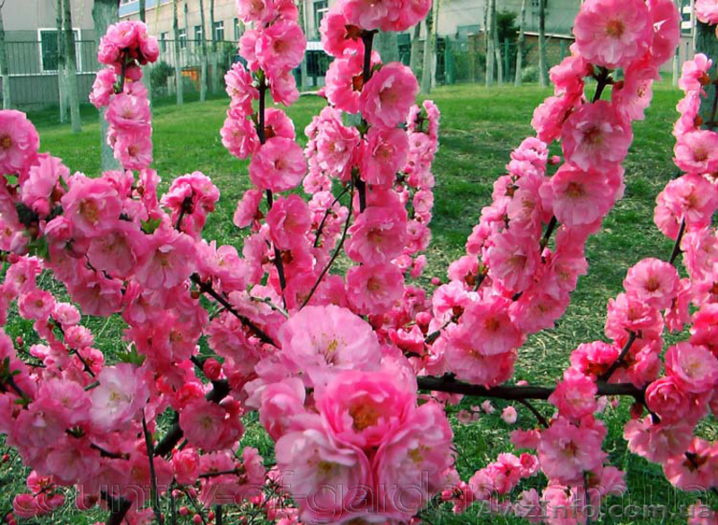 Продам саженцы Луизеании и много других растений (опт от 1000 грн).  - <ro>Изображение</ro><ru>Изображение</ru> #5, <ru>Объявление</ru> #1563019