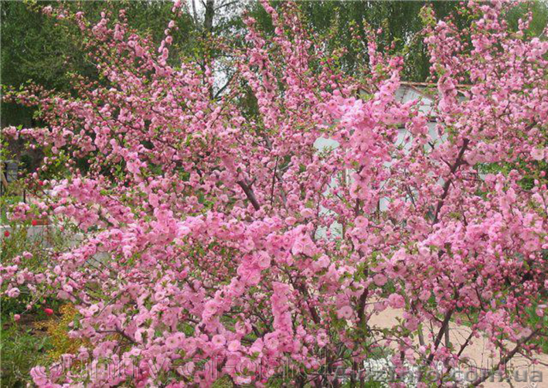 Продам саженцы Луизеании и много других растений (опт от 1000 грн).  - <ro>Изображение</ro><ru>Изображение</ru> #6, <ru>Объявление</ru> #1563019