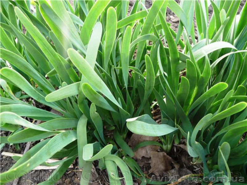 Продам луковицы Лука слезуна и много других растений (опт от 1000 грн) - <ro>Изображение</ro><ru>Изображение</ru> #3, <ru>Объявление</ru> #1563290